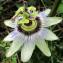  Hugues Tinguy - Passiflora caerulea L. [1753]