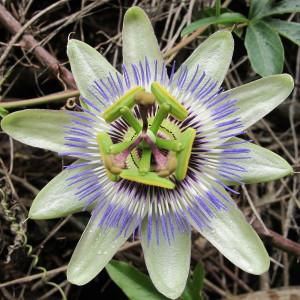 Passiflora caerulea L. (Fleur de la Passion)