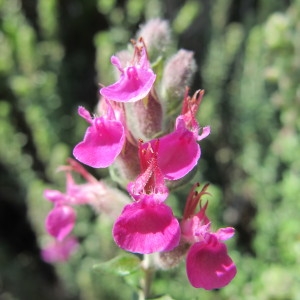 Photographie n°97347 du taxon Teucrium marum L. [1753]