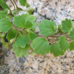 Photographie n°97351 du taxon Veronica cymbalaria Bodard [1798]