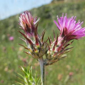 Photographie n°97370 du taxon Carduus pycnocephalus L. [1763]