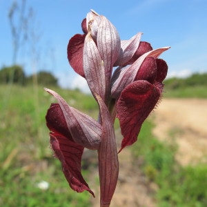 Photographie n°97375 du taxon Serapias cordigera L. [1763]