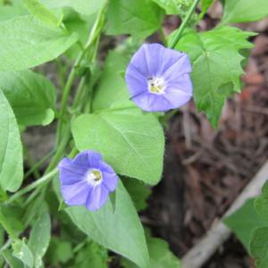 Convolvulus siculus L. (Liseron de Sicile)