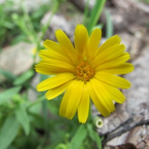 Photographie n°97400 du taxon Calendula arvensis L. [1763]