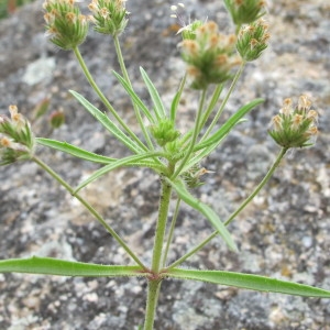 Photographie n°97401 du taxon Plantago afra L. [1762]