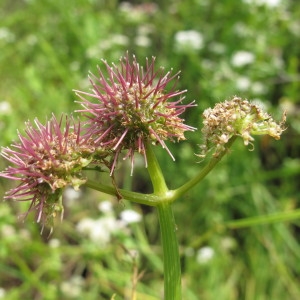 Photographie n°97404 du taxon Oenanthe fistulosa L. [1753]