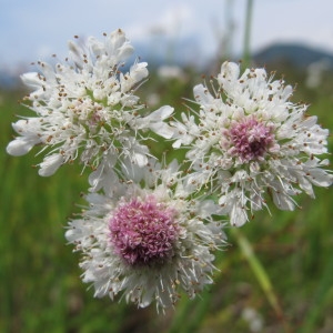 Photographie n°97405 du taxon Oenanthe fistulosa L. [1753]