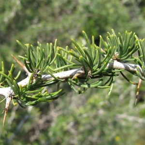 Asparagus pallidus Salisb. (Asperge à tiges blanches)