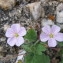  Hugues Tinguy - Erodium corsicum Léman [1805]