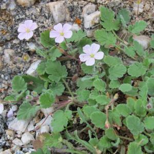 Photographie n°97443 du taxon Erodium corsicum Léman [1805]