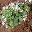  Hugues Tinguy - Cardamine resedifolia L. [1753]