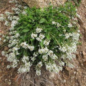 Photographie n°97474 du taxon Lepidium hirtum (L.) Sm. [1818]