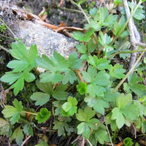 Ranunculus marschlinsii Steud. (Renoncule de Salis-Marschlins)