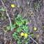  Hugues Tinguy - Ranunculus marschlinsii Steud. [1841]