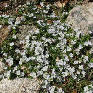 Photographie n°97482 du taxon Veronica repens Clarion ex DC. [1805]