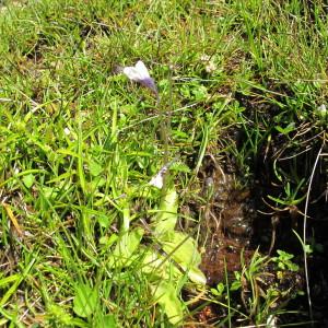 Photographie n°97485 du taxon Pinguicula corsica Bernard & Gren. [1853]