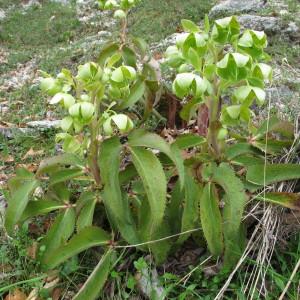 Photographie n°97487 du taxon Helleborus lividus subsp. corsicus (Briq.) P.Fourn. [1936]