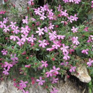 Saponaria alsinoides Viv. (Saponaire fausse sabline)