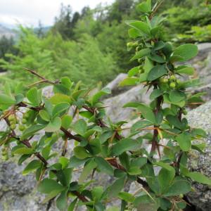 Photographie n°97501 du taxon Berberis aetnensis C.Presl [1826]