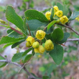 Berberis vulgaris var. aetnensis (C.Presl) Regel (Épine-vinette de l'Etna)