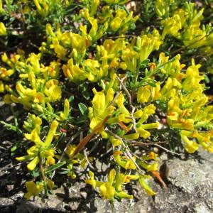 Photographie n°97505 du taxon Anthyllis hermanniae L. [1753]