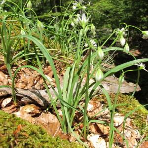 Photographie n°97507 du taxon Allium pendulinum Ten. [1815]