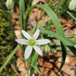 Allium triquetrum var. pendulinum (Ten.) Regel (Ail)