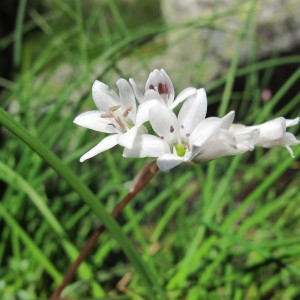 Photographie n°97510 du taxon Brimeura fastigiata (Viv.) Chouard [1931]