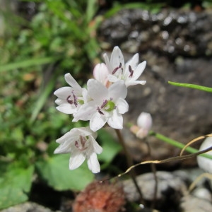 Photographie n°97511 du taxon Brimeura fastigiata (Viv.) Chouard [1931]