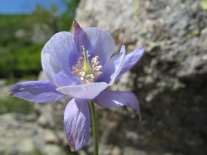 Hugues Tinguy, le 30 mai 2012 (Vivario (Agnone - GR20))