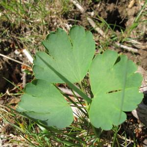 Photographie n°97520 du taxon Aquilegia bernardii Gren. [1847]