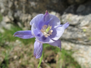 Hugues Tinguy, le 30 mai 2012 (Vivario (Agnone - GR20))