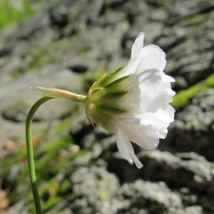 Photographie n°97527 du taxon Armeria leucocephala Salzm. ex W.D.J.Koch [1823]