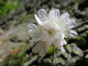 Hugues Tinguy, le 30 mai 2012 (Vivario (Agnone - GR20))