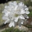  Hugues Tinguy - Armeria leucocephala Salzm. ex W.D.J.Koch [1823]