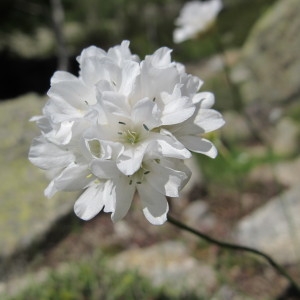 Armeria leucocephala Salzm. ex W.D.J.Koch (Arméria à têtes blanches)