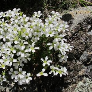  - Saxifraga pedemontana subsp. cervicornis (Viv.) Arcang. [1882]