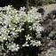  Hugues Tinguy - Saxifraga pedemontana subsp. cervicornis (Viv.) Arcang. [1882]