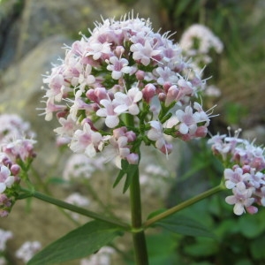Valeriana rotundifolia Vill. (Valériane à feuilles rondes)