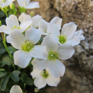 Cardamine thalictroides All. (Cardamine de Plumier)