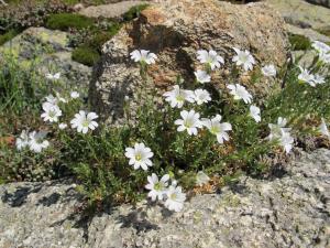 Hugues Tinguy, le 30 mai 2012 (Vivario (Agnone - GR20 - ravin de Boccone))