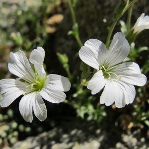 Cerastium soleirolii Ser. ex Duby (Céraiste de Soleirol)