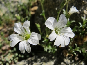 Hugues Tinguy, le 30 mai 2012 (Vivario (Agnone - GR20 - ravin de Boccone))