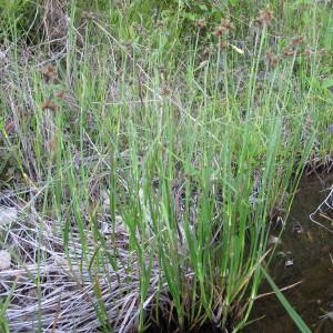 Photographie n°97558 du taxon Fuirena pubescens (Poir.) Kunth [1837]