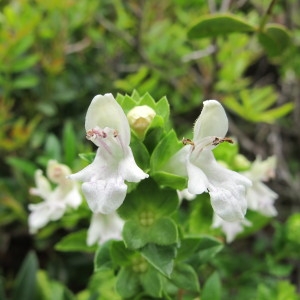 Photographie n°97560 du taxon Prasium majus L. [1753]