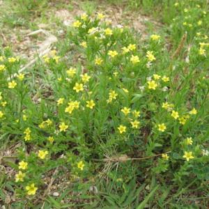 Photographie n°97566 du taxon Linum strictum L.