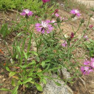 Photographie n°97574 du taxon Centaurea napifolia L. [1753]