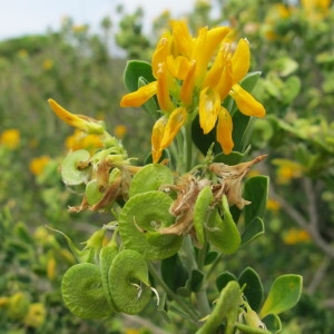 Photographie n°97577 du taxon Medicago arborea L. [1753]