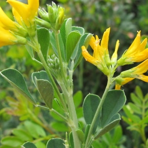 Photographie n°97579 du taxon Medicago arborea L. [1753]