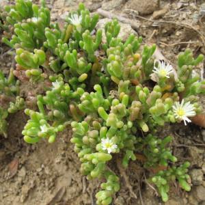 Photographie n°97589 du taxon Mesembryanthemum nodiflorum L. [1753]